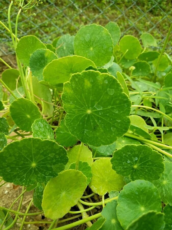 Hydrocotyle bonariensis 15