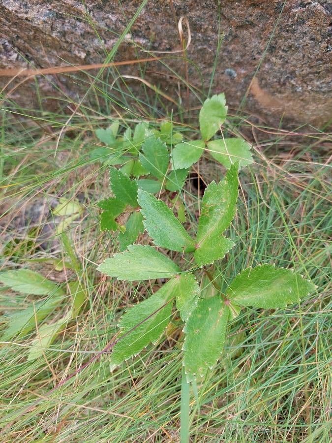 Ligusticum scoticum 17