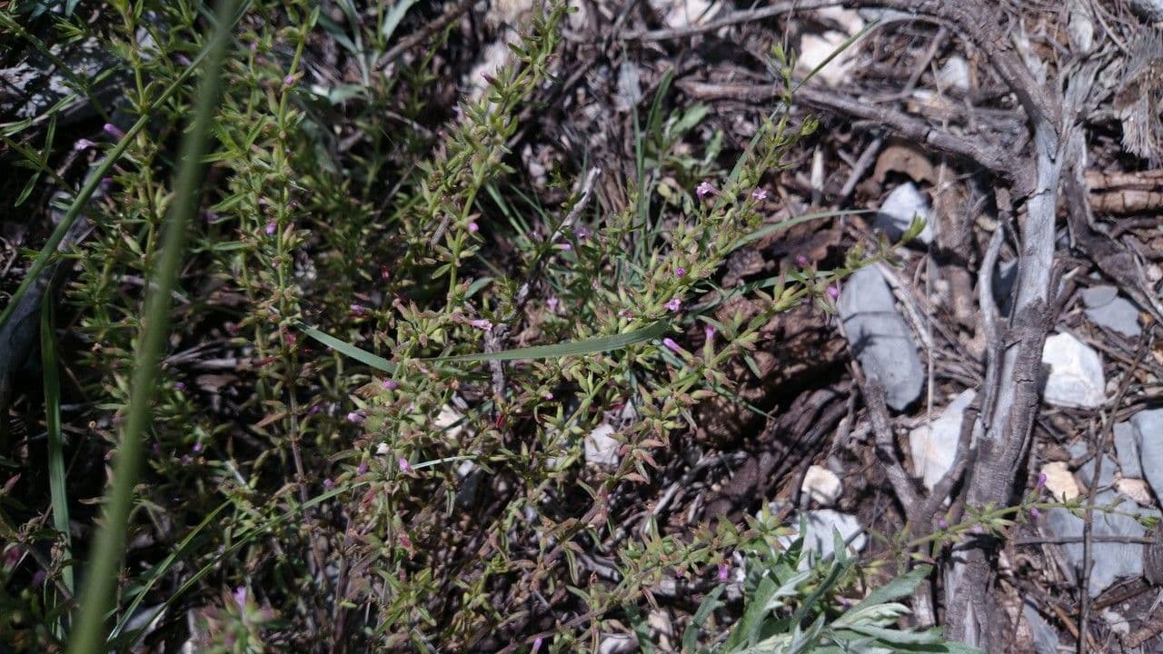 Drummonds Pennyroyal 5