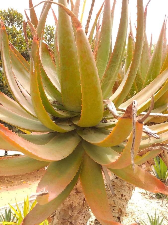 Aloe