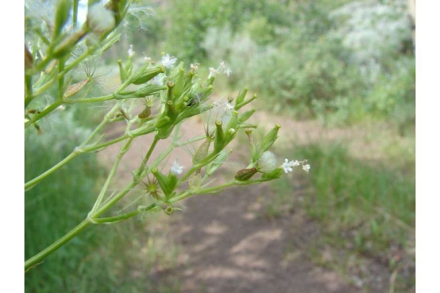 Valeriana occidentale 3