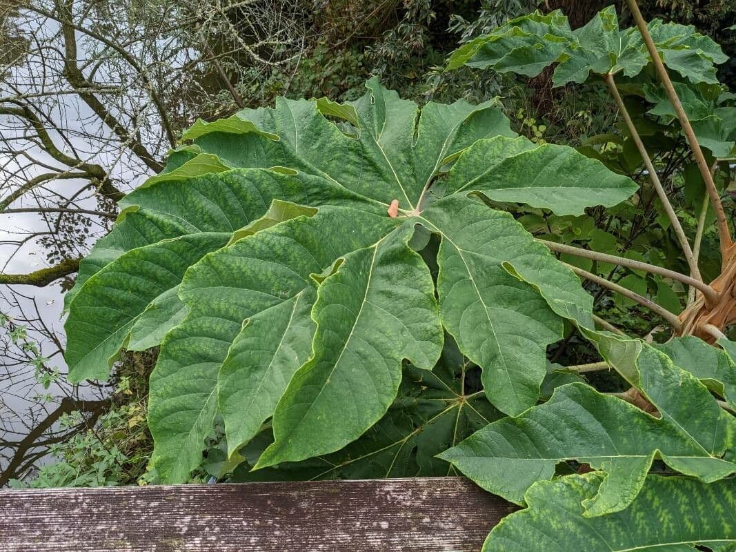 Tetrapanax papyrový 20