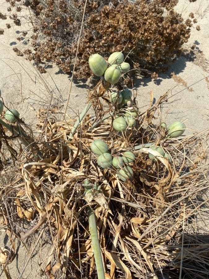 Pankracjum nadmorskie 2