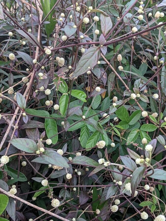 Alternanthera Brasiliana 13