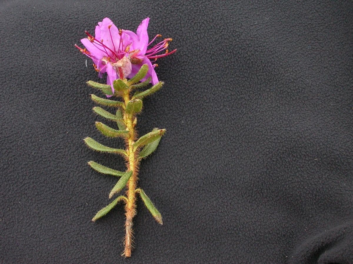 Rododendro setoso 3