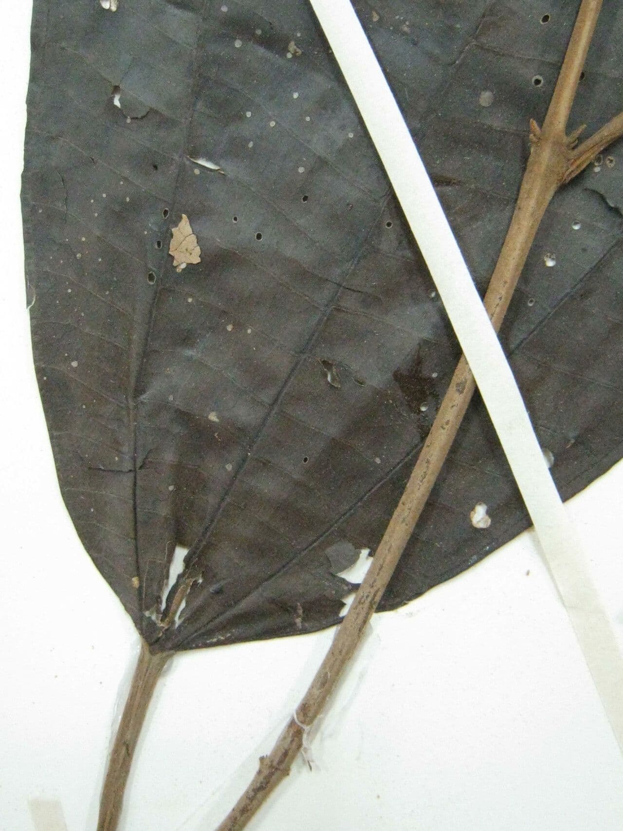 Miconia