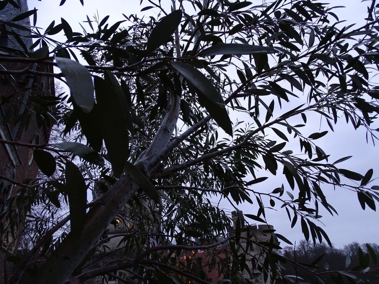 Schnee-Eukalyptus 8