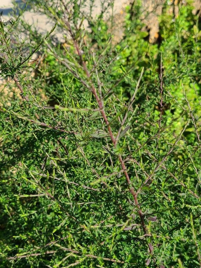 Plagianthus divaricato 2