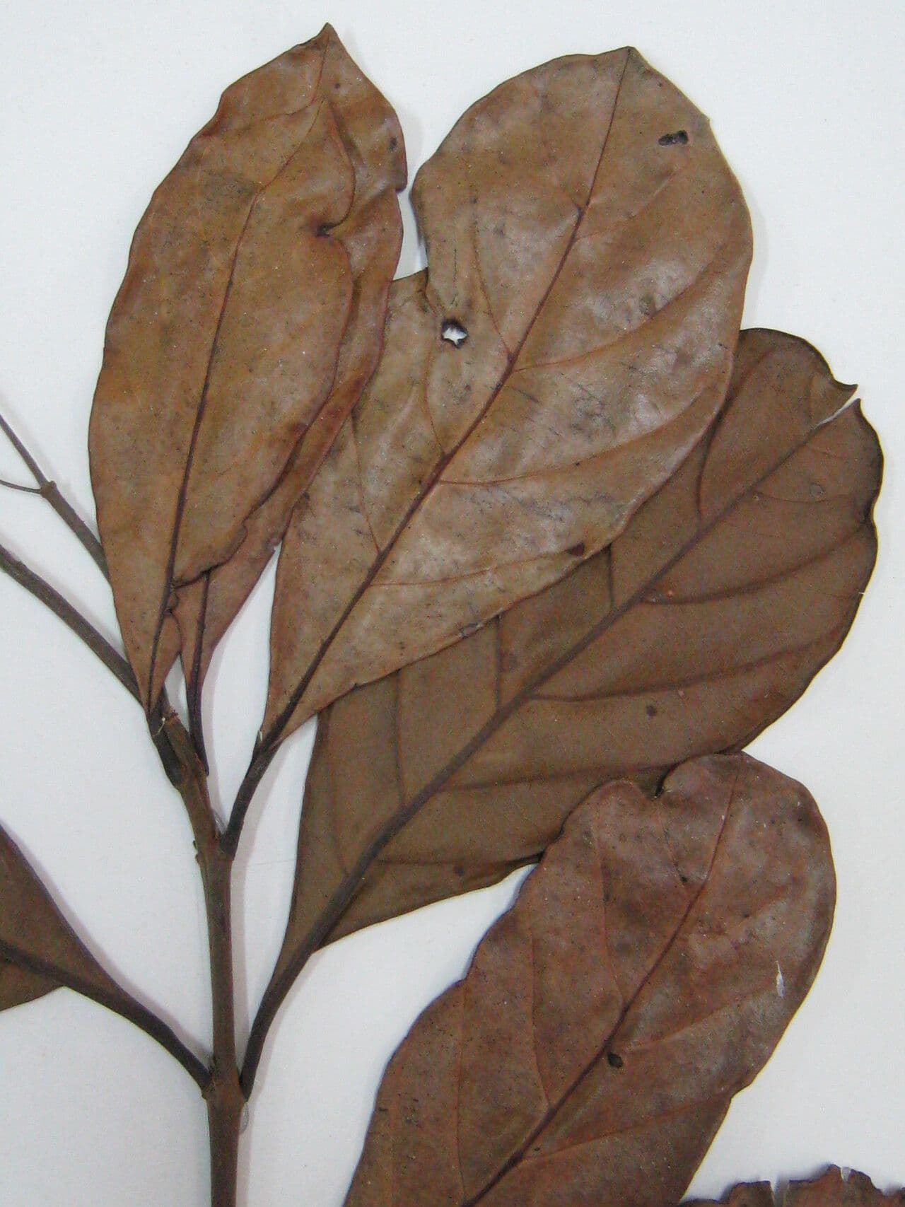 Erisma 6