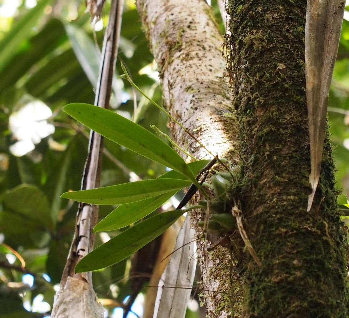 Bulbophyllum 12
