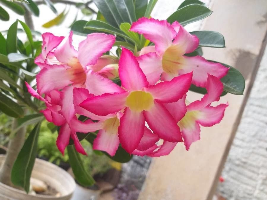 Adenium 5