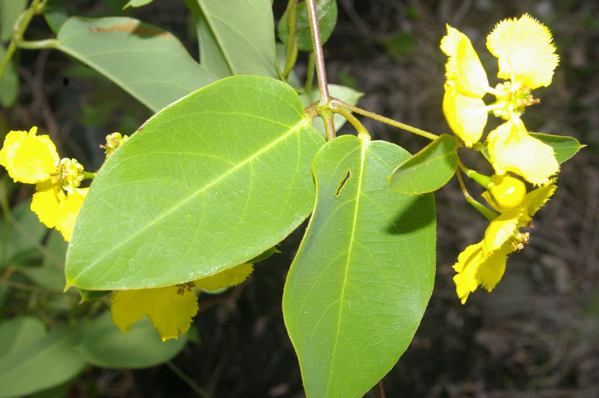 Stigmaphyllon 5