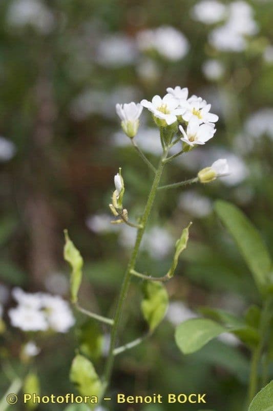 Berteroa mutabilis 9