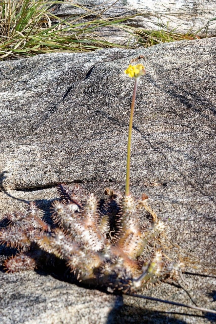 Pachypodium 4