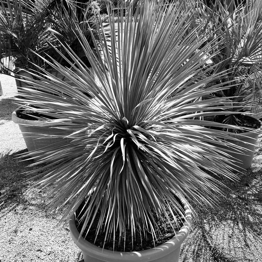 Queretaro-Yucca