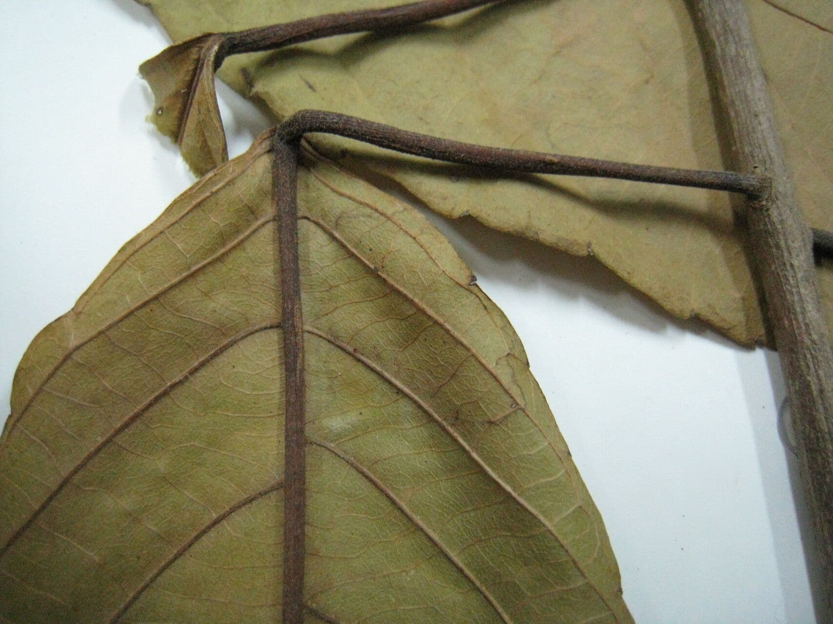 Alchornea discolor 9