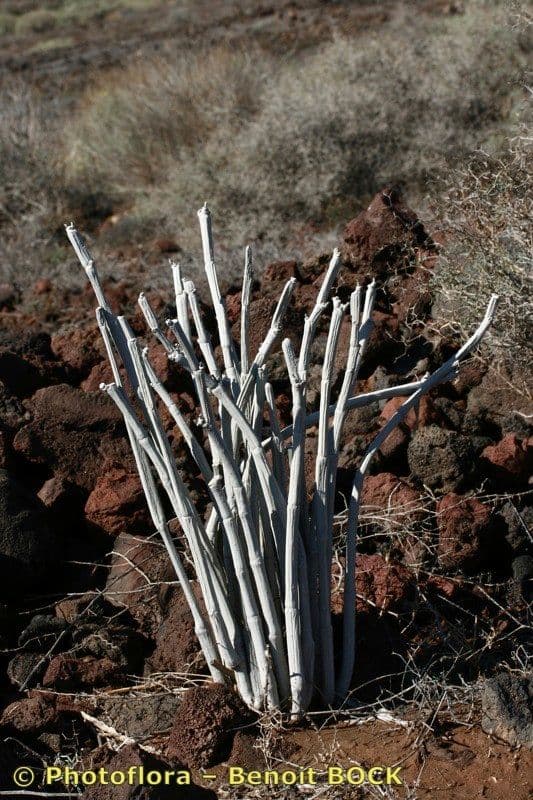 Ceropegia 9