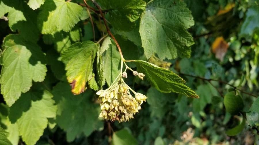 Physocarpus capitatus 3