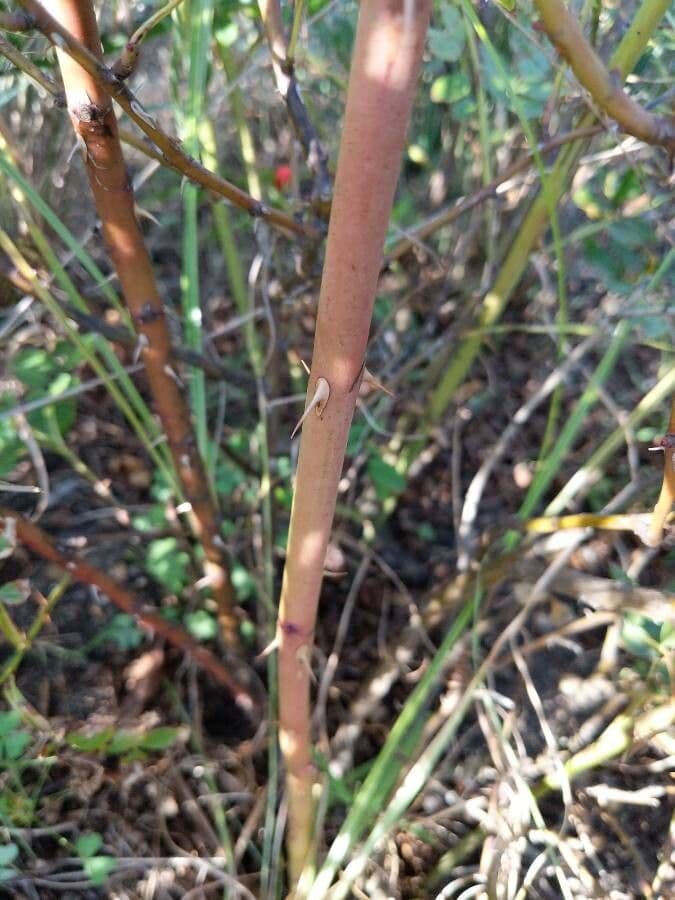 Swamp rose 15