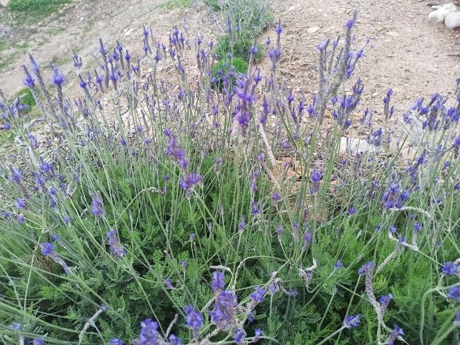 Lavanda pinnata 15