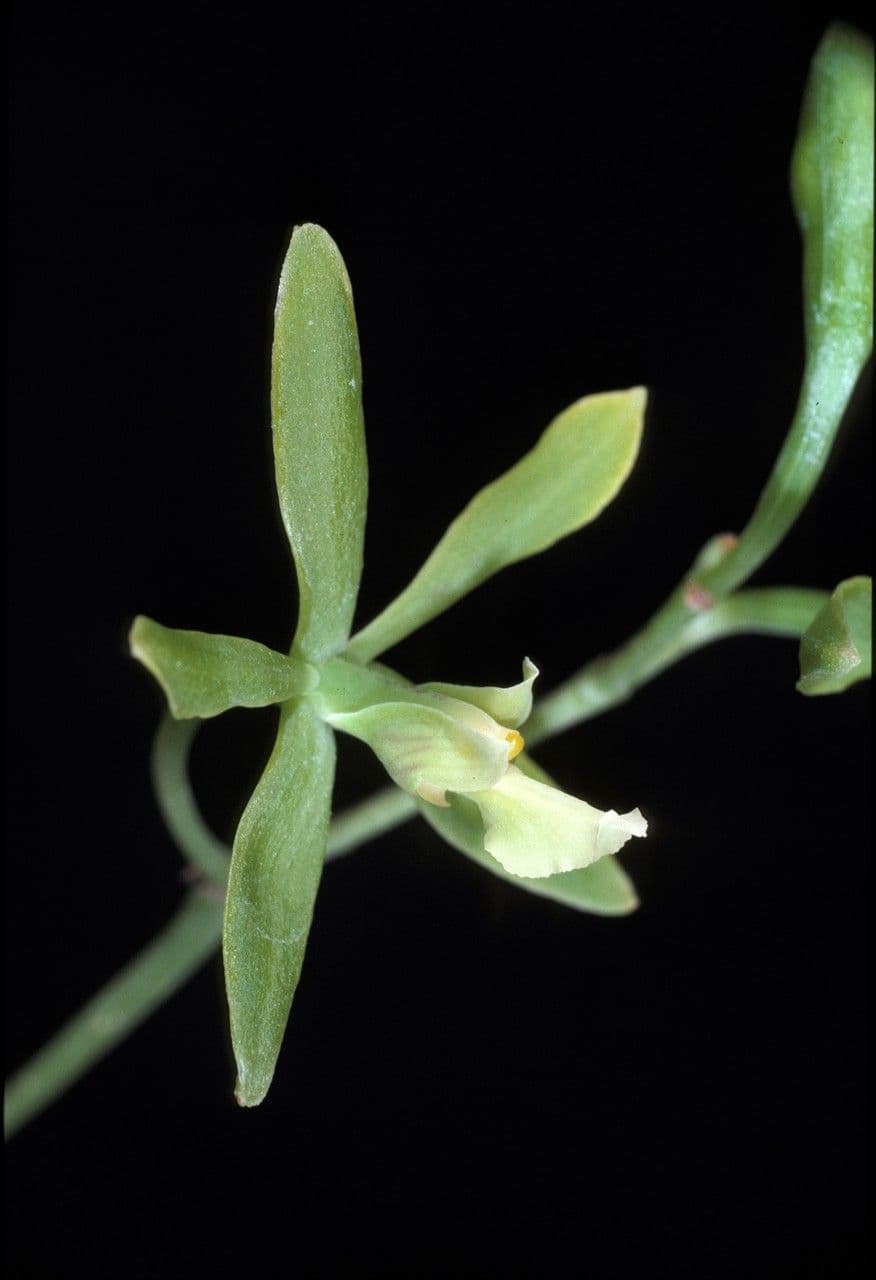 Encyclia 2