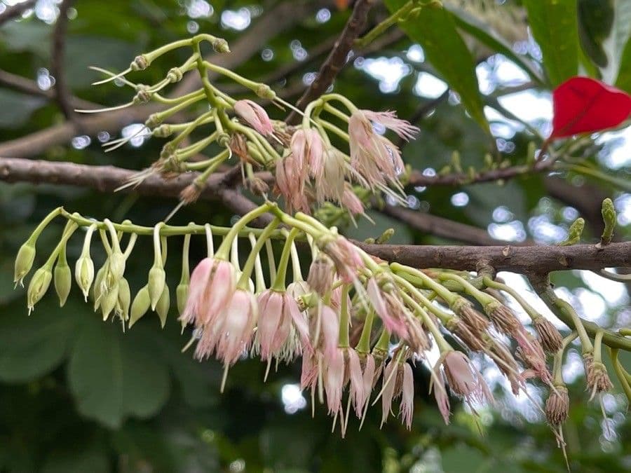 Elaeocarpus wąskolistny 6