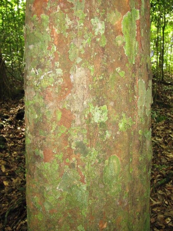 Chrysophyllum 7
