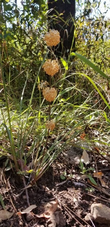 Lomandra multiflora 3