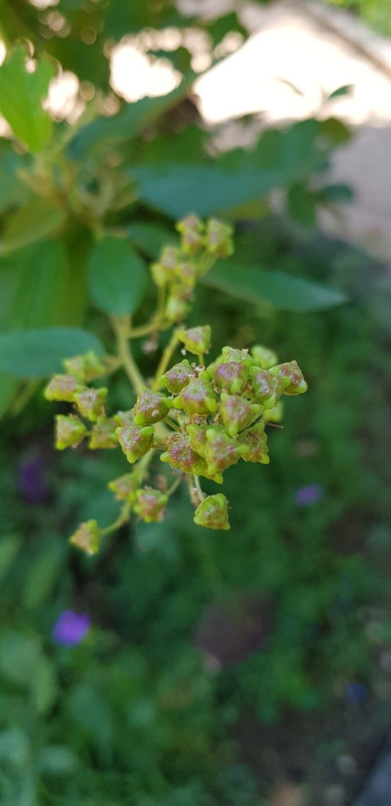 Ceanothus americký 3