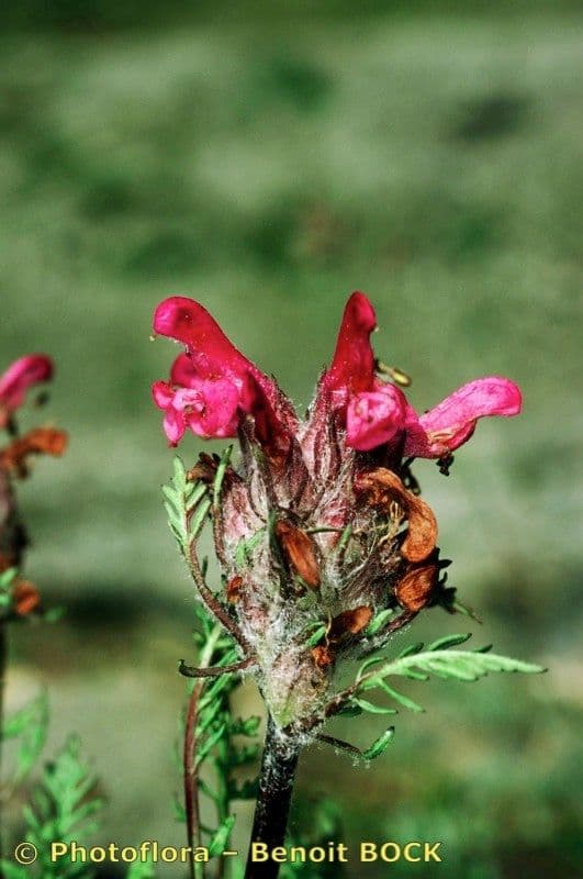 Pedicularis rosea 16