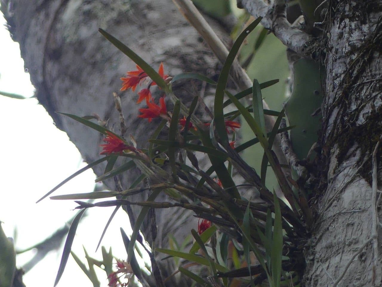Scaphyglottis 6