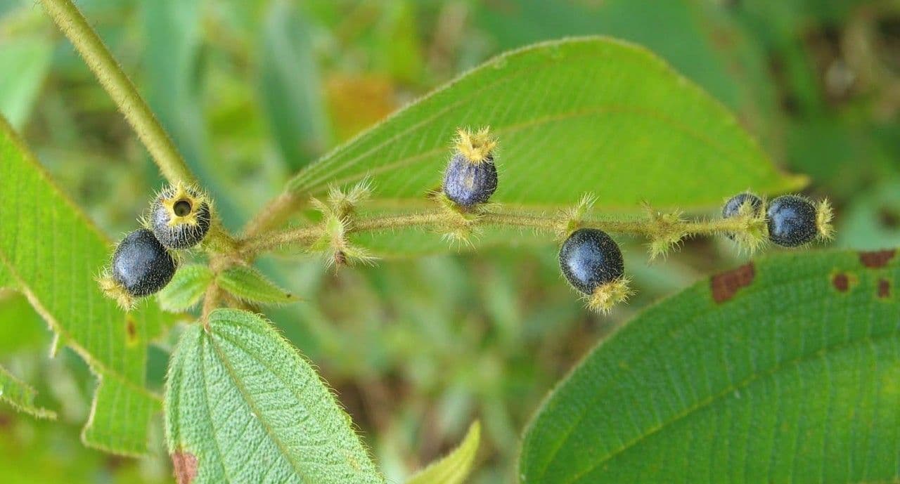 Miconia pendente