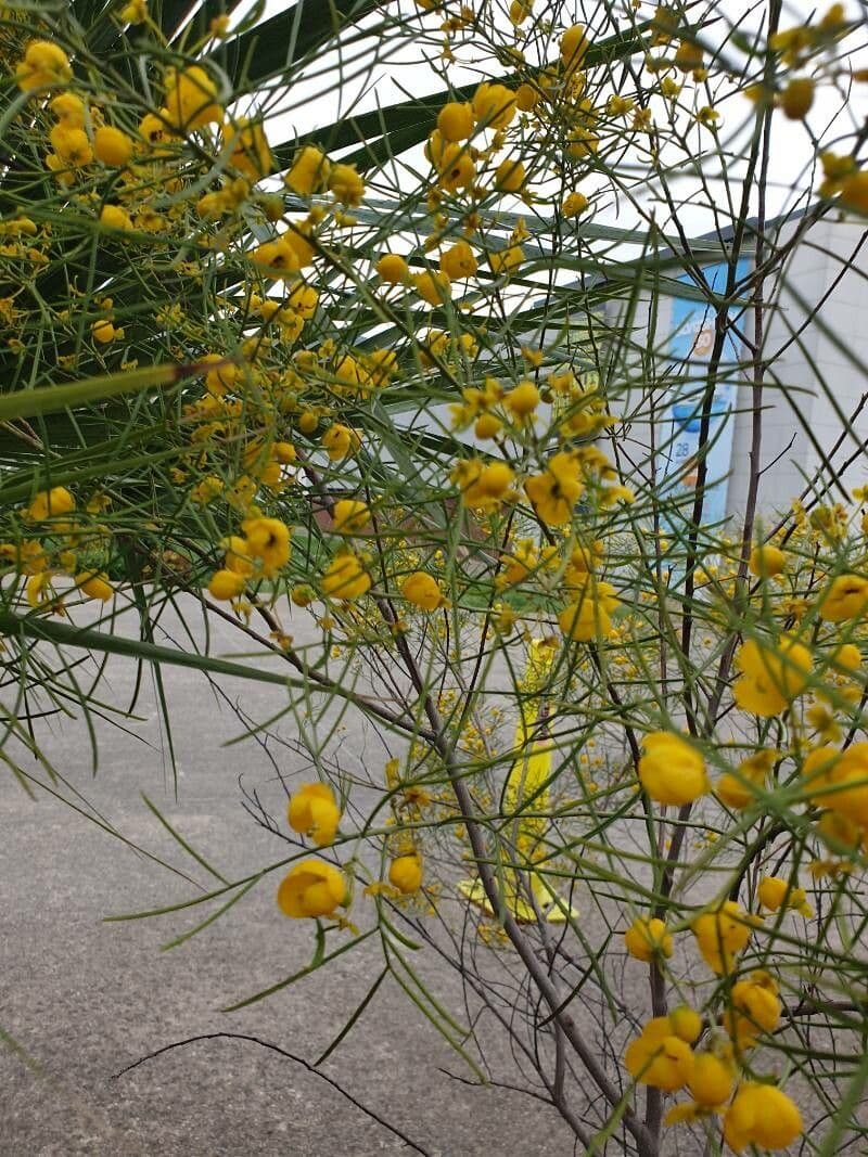 Senna 17