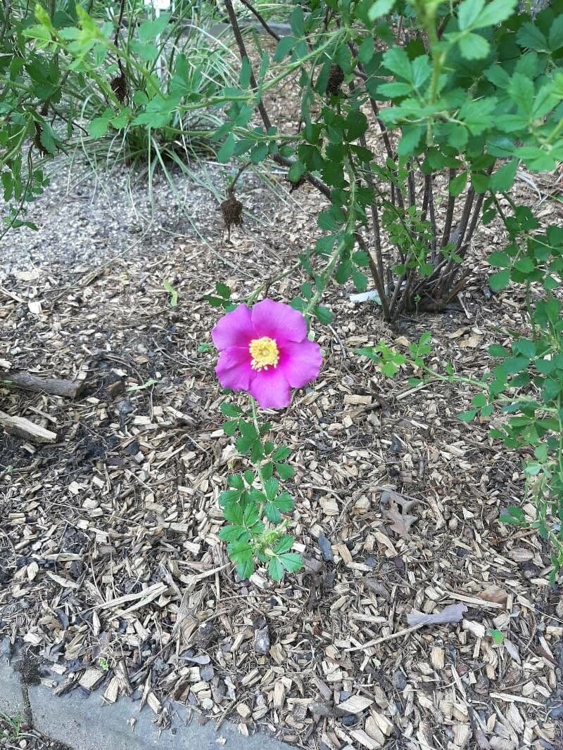 Rosa del deserto 3