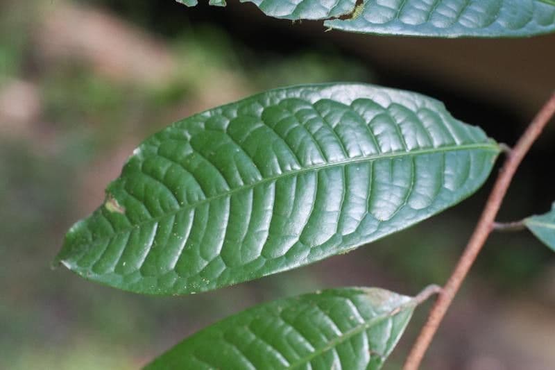 Iryanthera 3