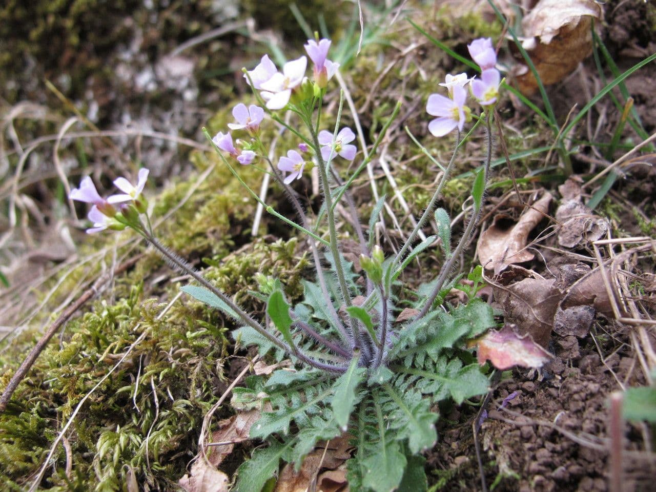 Arabetta sabbiola 14