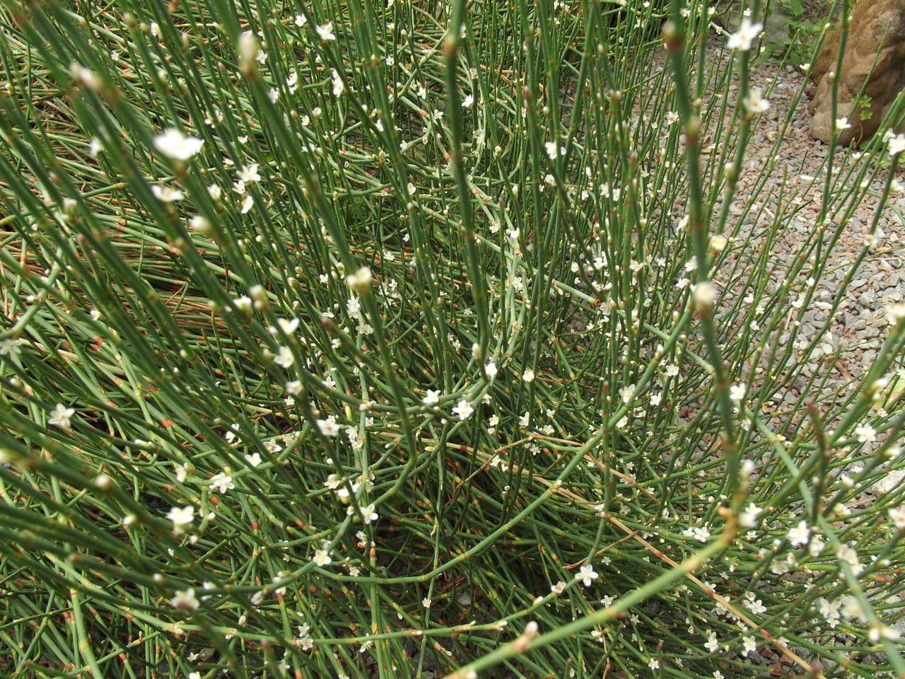 Polygonum 9