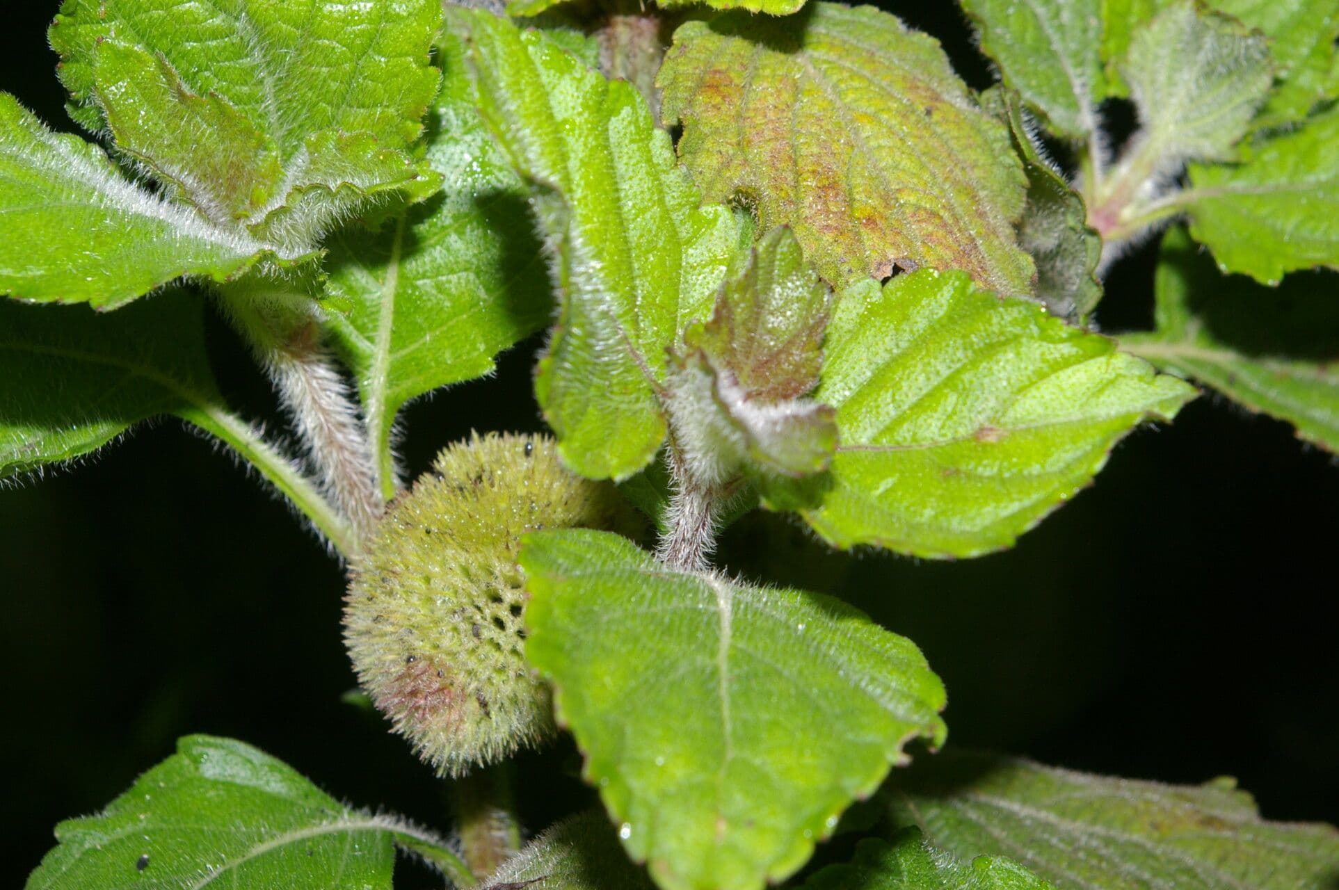 Hyptis sinuata 8