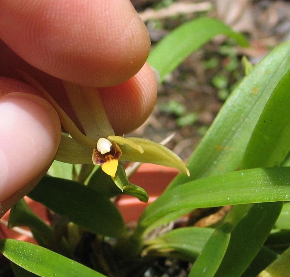 Maxillaria 13