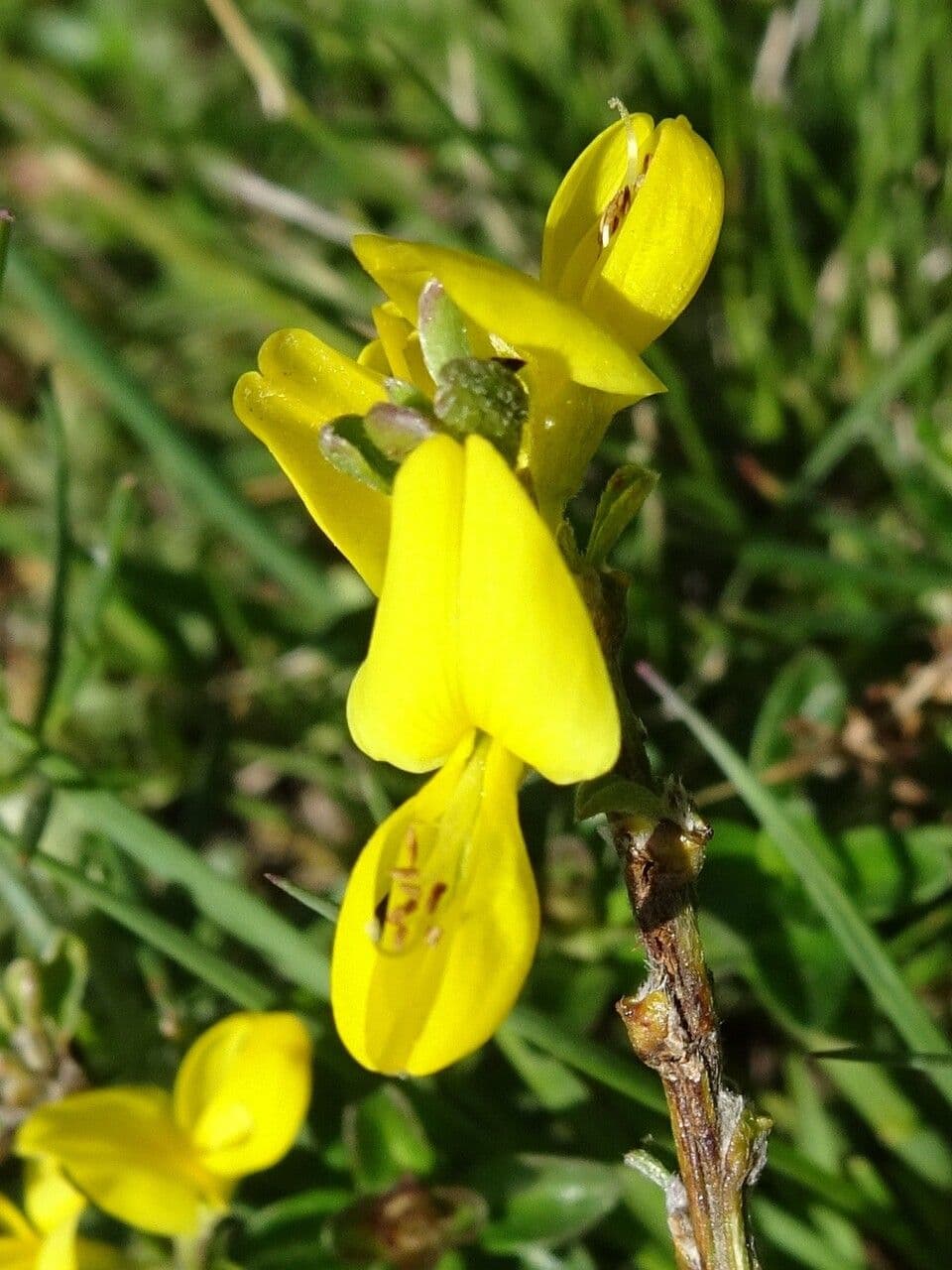 Haar-Ginster 8