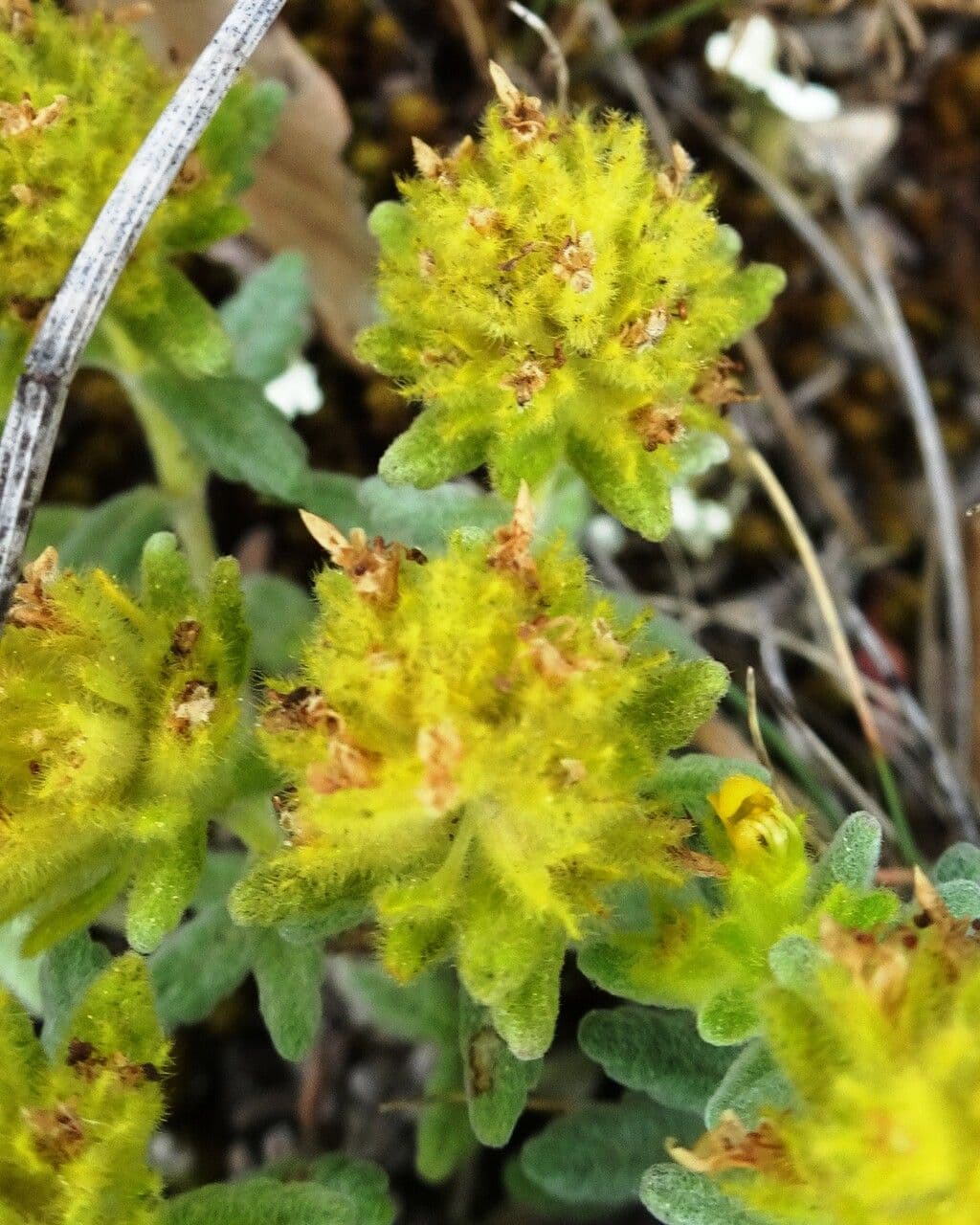 Teucrium 8