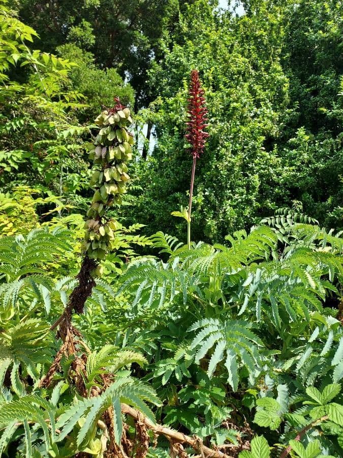 Melianthus maggiore 27