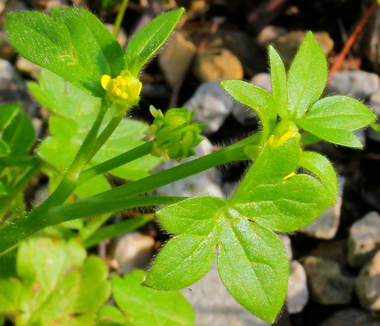 Ranunculus parviflorus 23