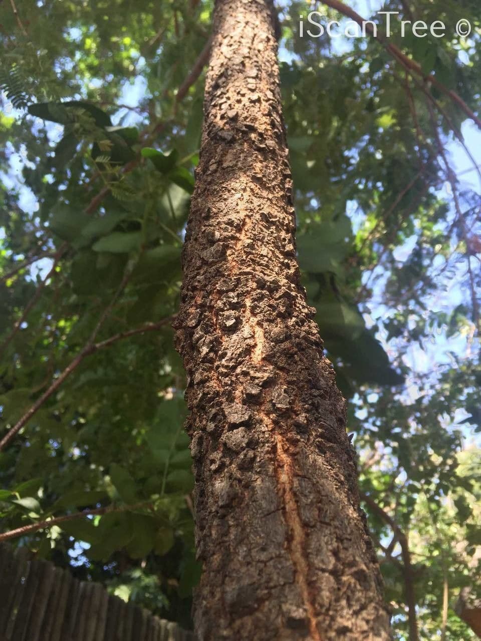 Albizia 19