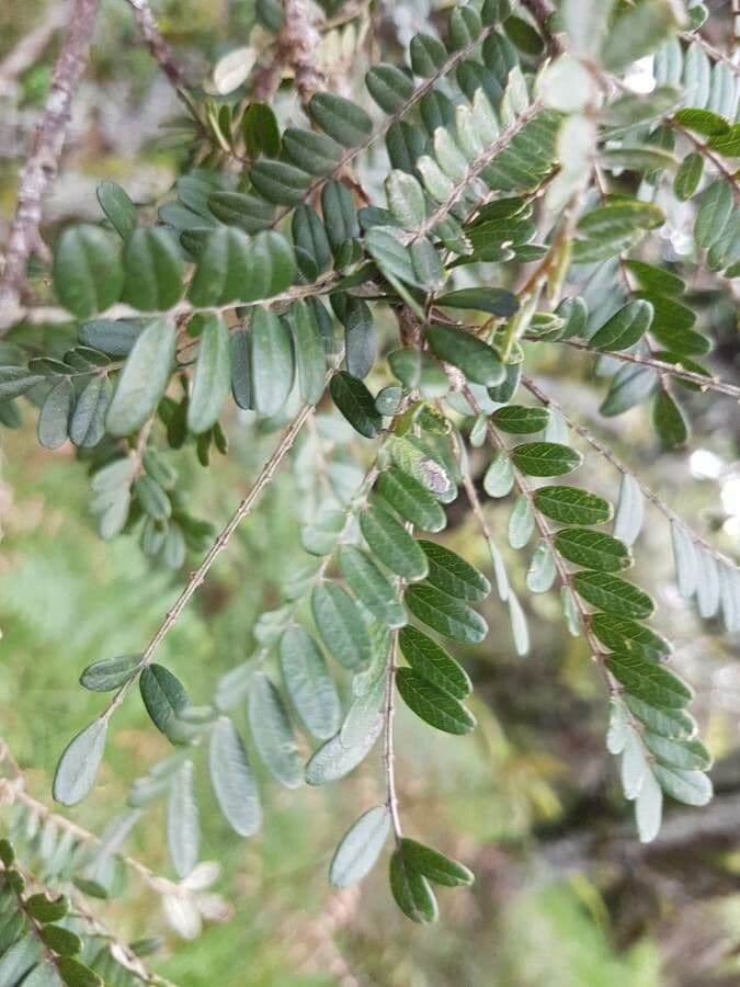 Sophora denudata 18
