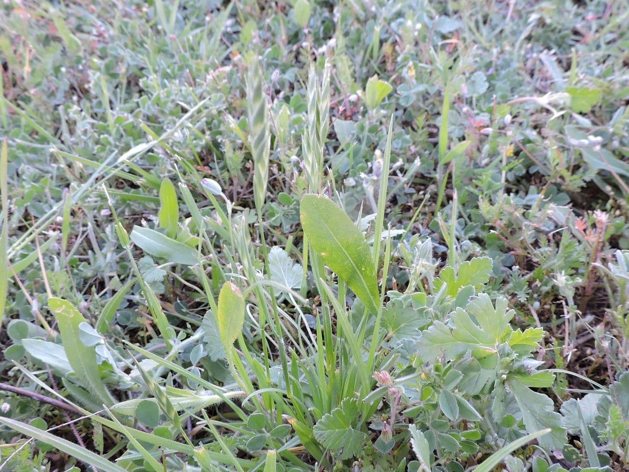 Cebadilla 11