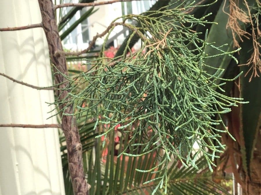 Widdringtonia 4