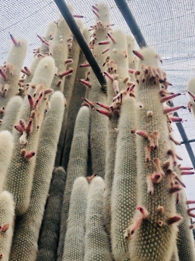 Parodia