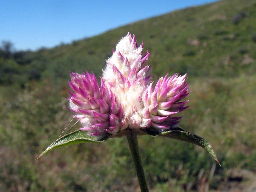 Gomphrena