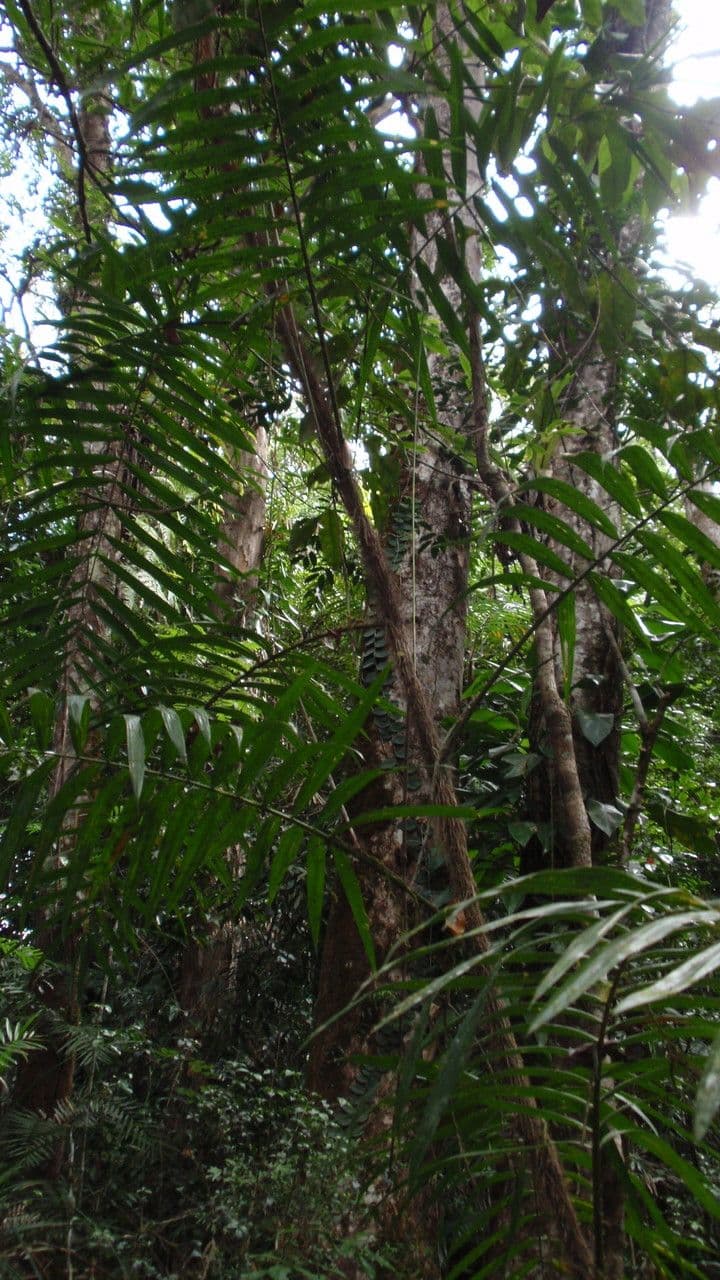 Calamus 8